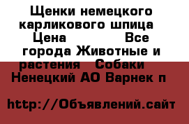 Щенки немецкого карликового шпица › Цена ­ 20 000 - Все города Животные и растения » Собаки   . Ненецкий АО,Варнек п.